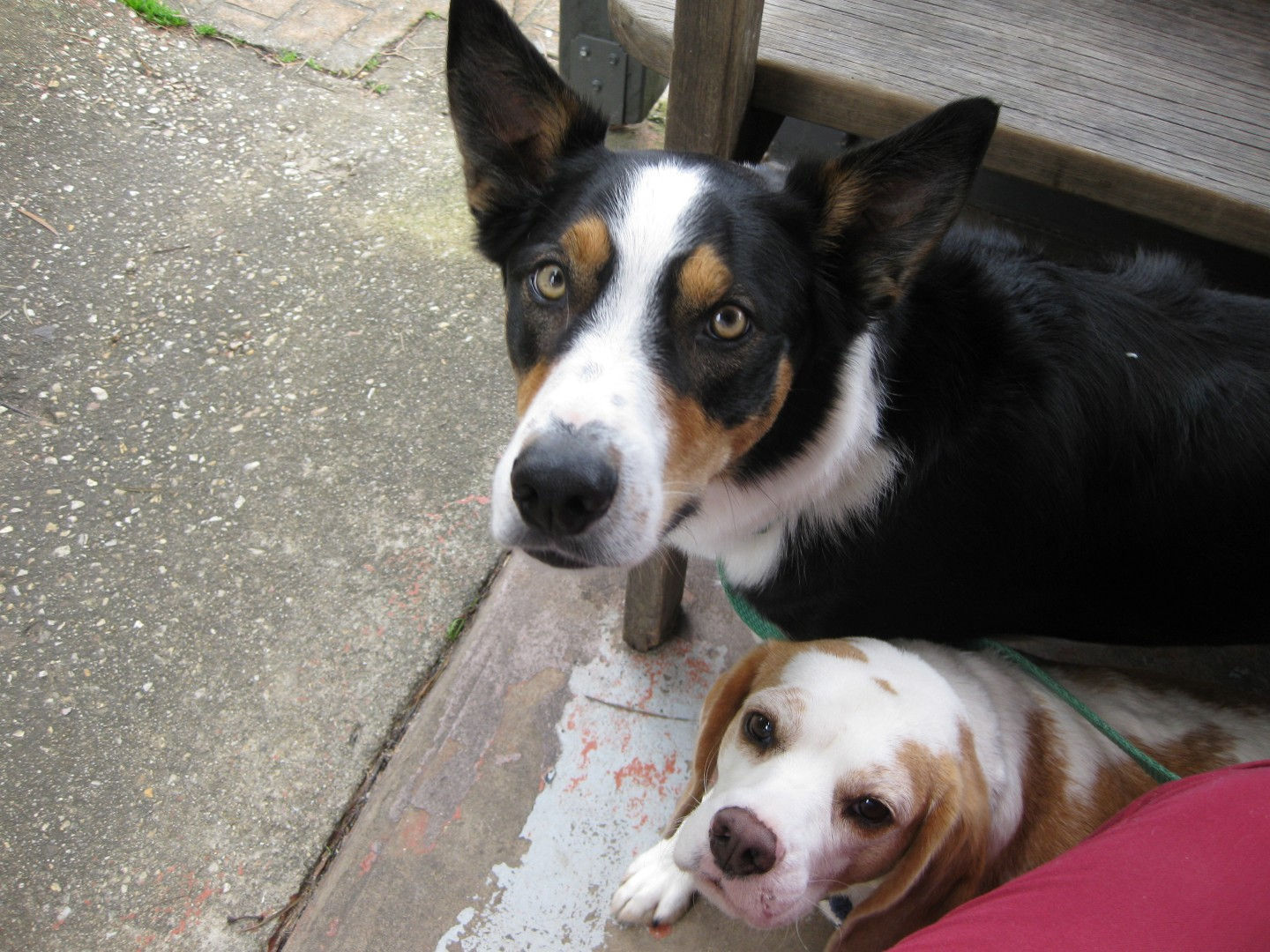 The Ultimate Pet Sitting Guide