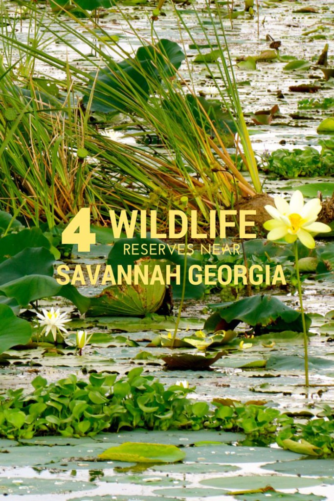 The Best Wildlife Reserves Near Savannah, GA