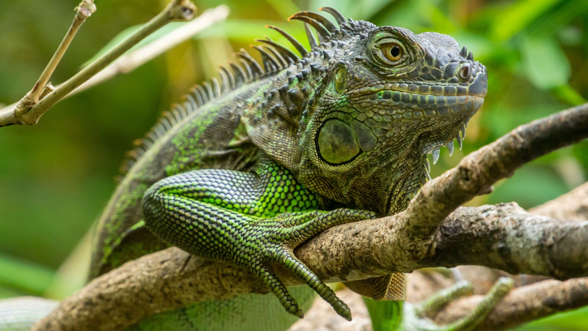 Photographing The Biodiversity of Costa Rica