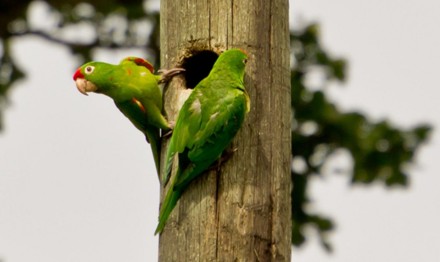 parakeets-monteverde-costarica