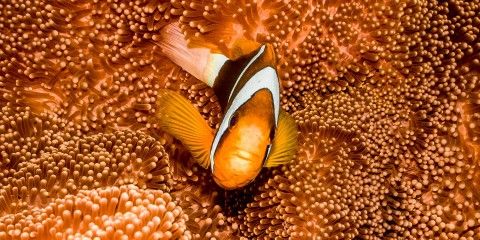 great-barrier-reef-anemone-fish