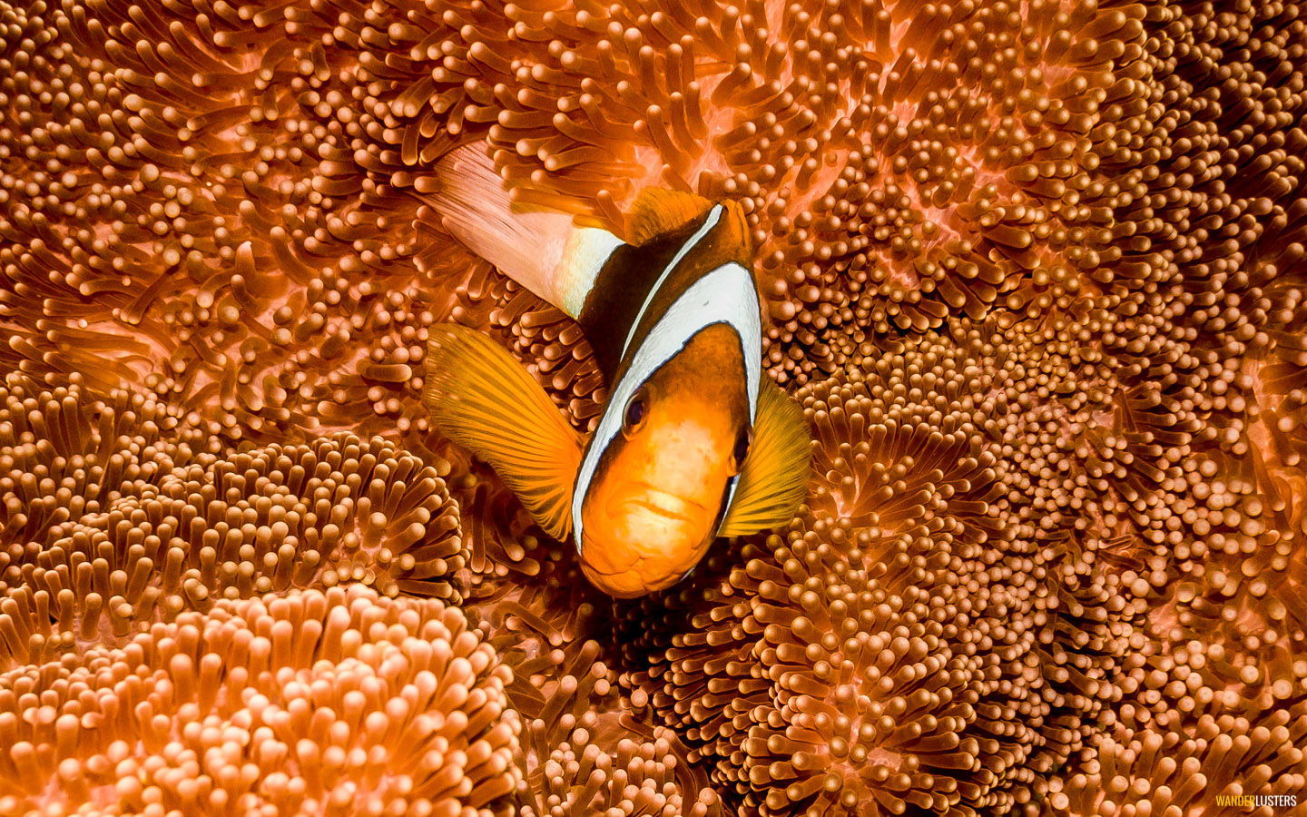 Dive the Great Barrier Reef