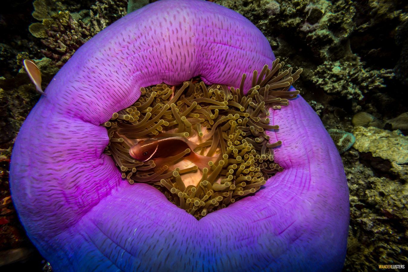 Great barrier reef diving