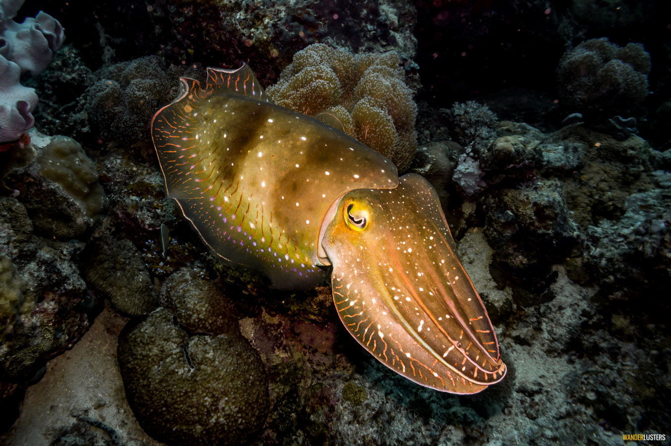great-barrier-reef-cuttle-fish