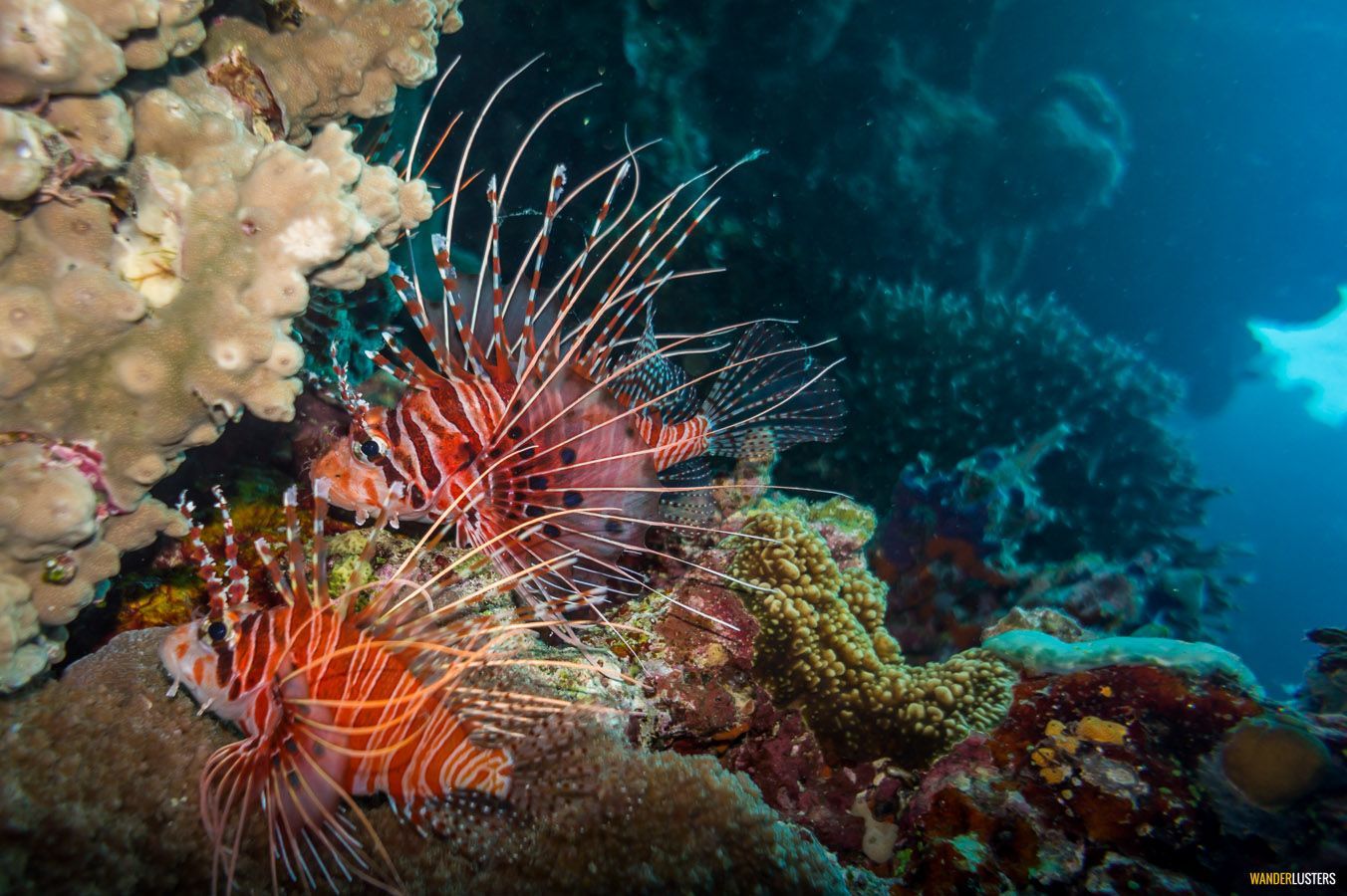 Reef Fish - Woods Hole Oceanographic Institution