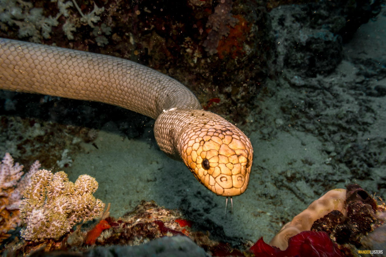 Inspiring dive sites great-barrier-reef-sea-snake