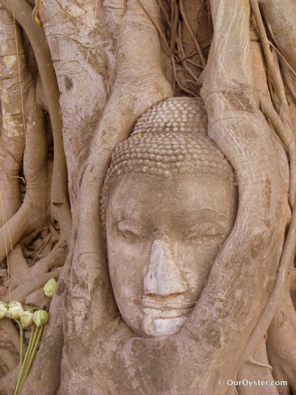 Travel Photo Roulette Tree Root Enveloping the Buddha - Our Oyster