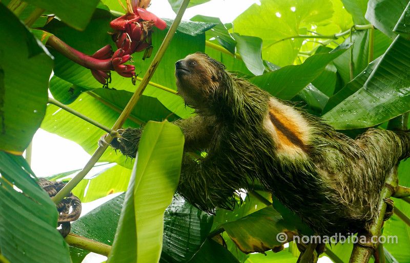 Travel Photo Roulette A Sloth in Costa Rica - nomadbiba