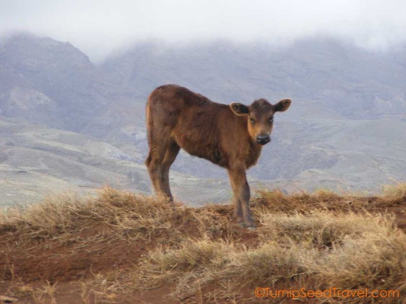 Travel Photo Roulette A Young Calf On Maui - Turnipseed Travel