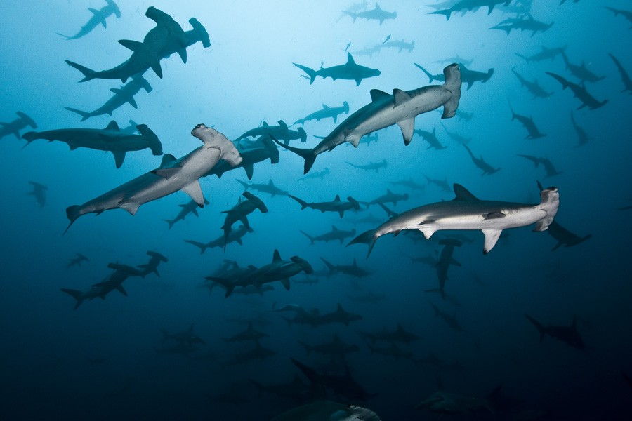 Costa Rica Top 5 Natural Wonders A School Of Hammerheads at The Cocos Island