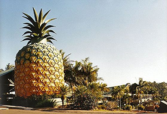 Australia's Big Things Pineapple Sunshine Coast Wanderlusters