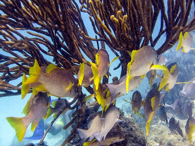 Learn To Scuba Dive Belize