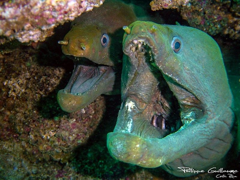 Learn To scuba Dive costa rica philippe guillaume