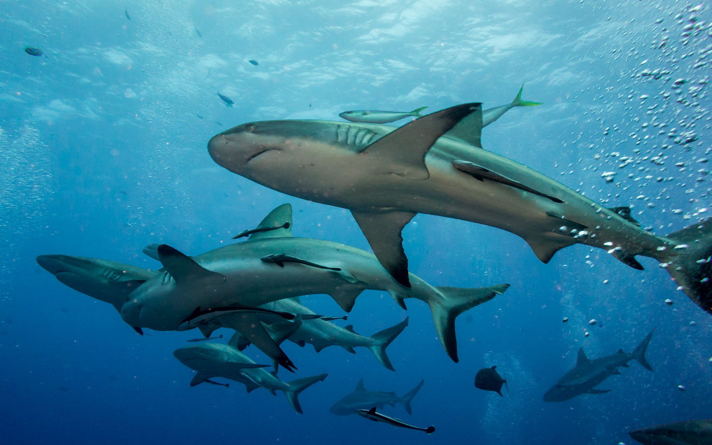 Three sharks. Рифовая акула Австралия. Белоперая рифовая акула. Большой Барьерный риф акулы. Большой Барьерный риф Австралия акула.