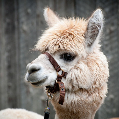 alpaca-pet-sitting