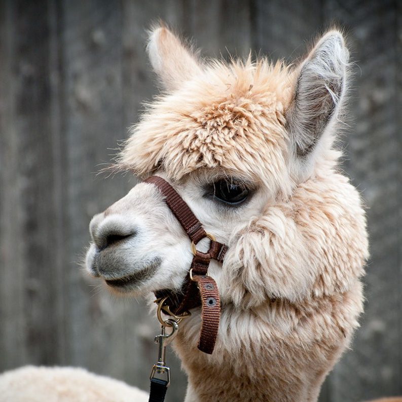 alpaca-pet-sitting