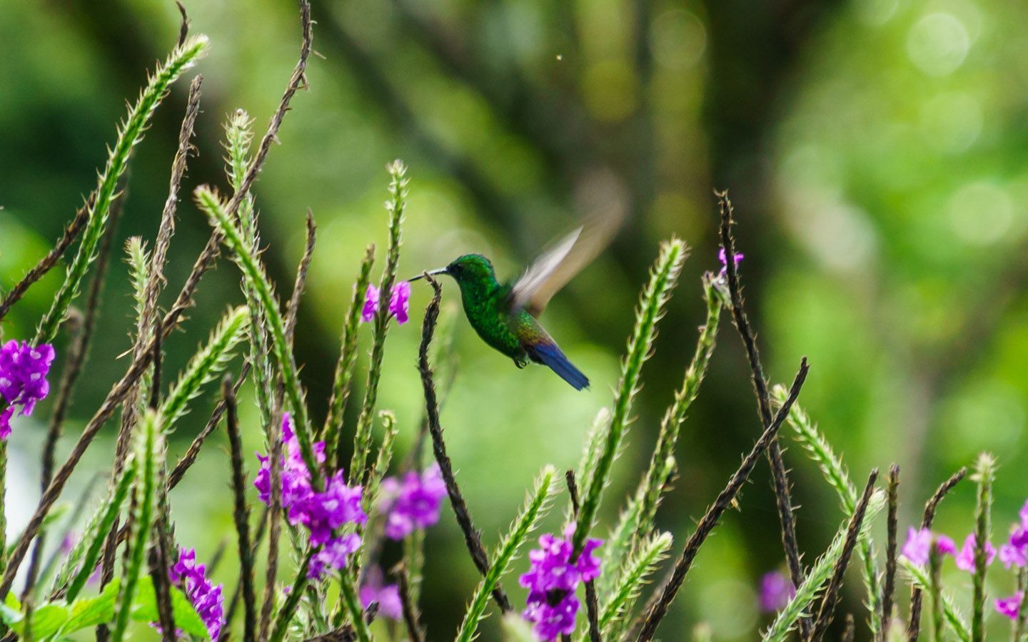 Photographing The Biodiversity of Costa Rica