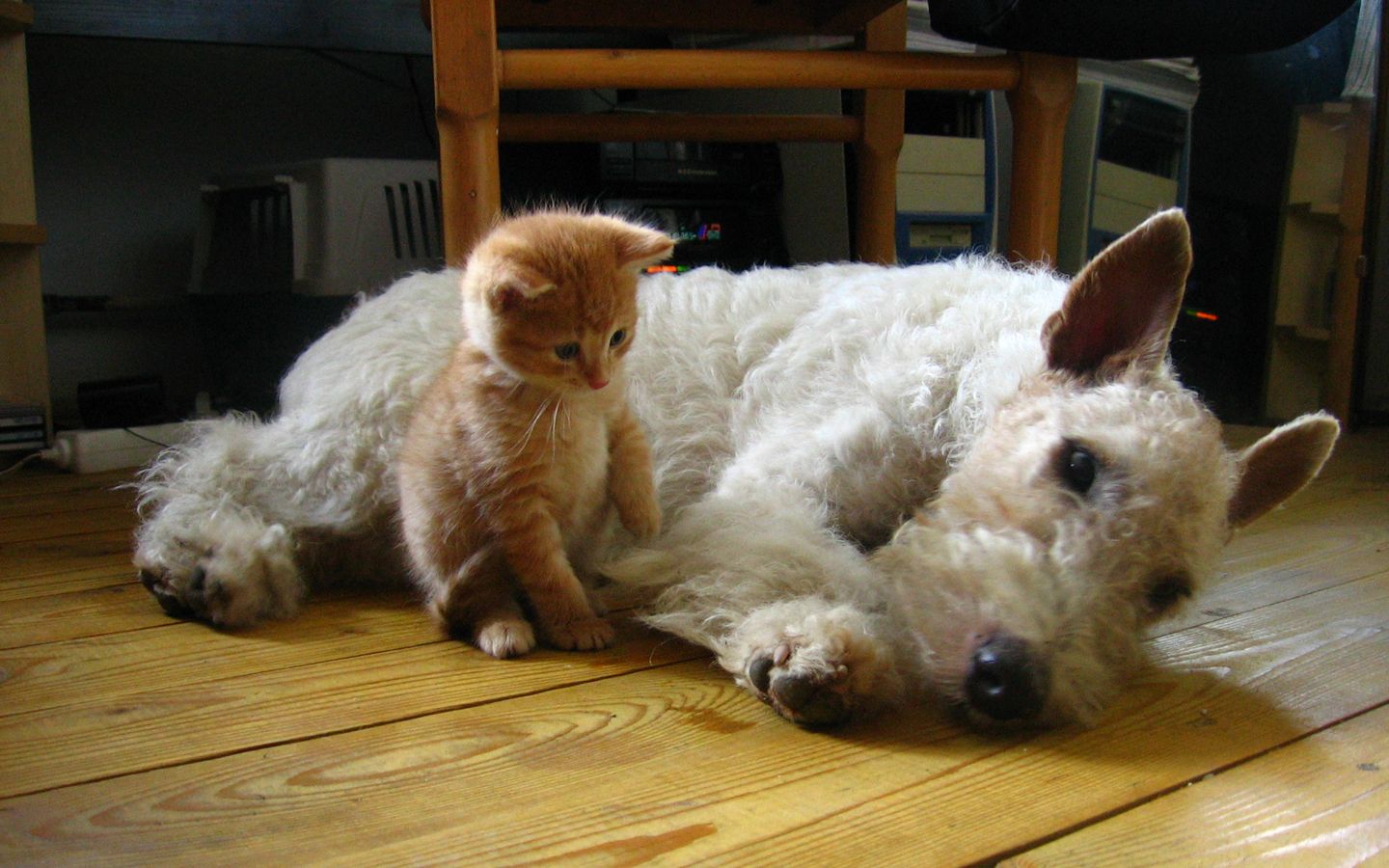 A Handy Pet Sitting Guide For House Sitters