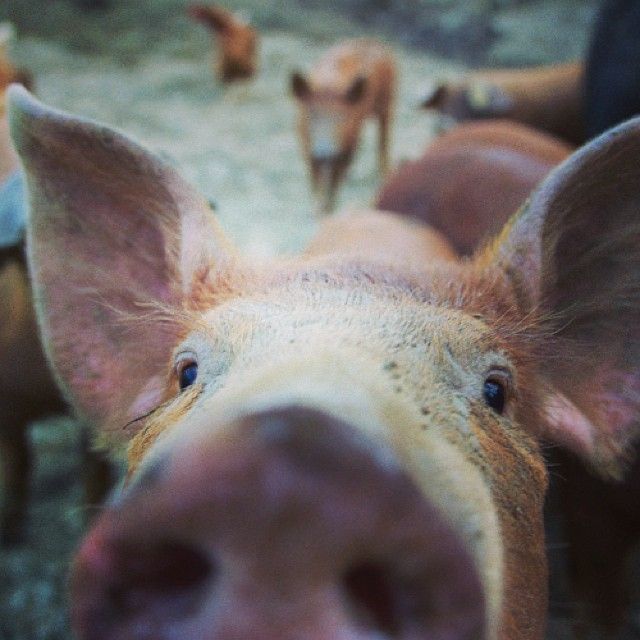 instagram-snapshots-of-the-coromandel-farm-piglet