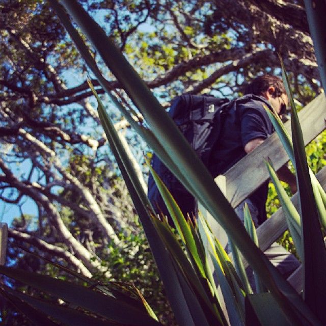 instagram-snapshots-of-the-coromandel-hiking-matapaua