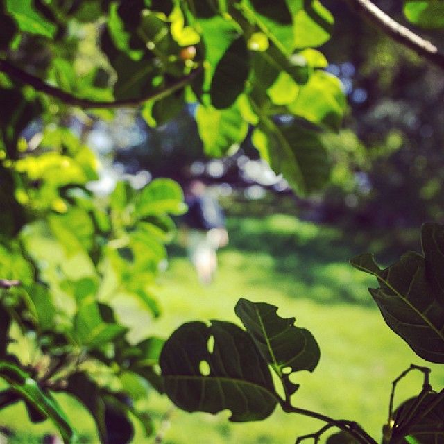 instagram-snapshots-of-the-coromandel-hiking-trees