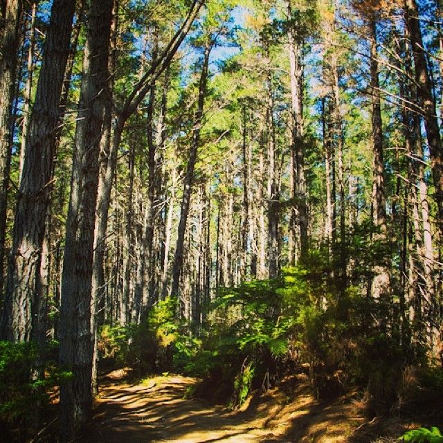 instagram-snapshots-of-the-coromandel-off-road-4x4