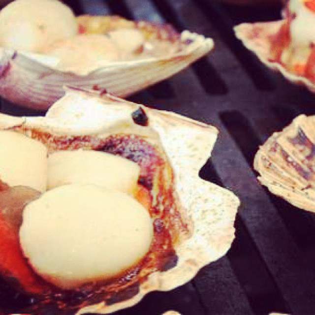 instagram-snapshots-of-the-coromandel-scallops