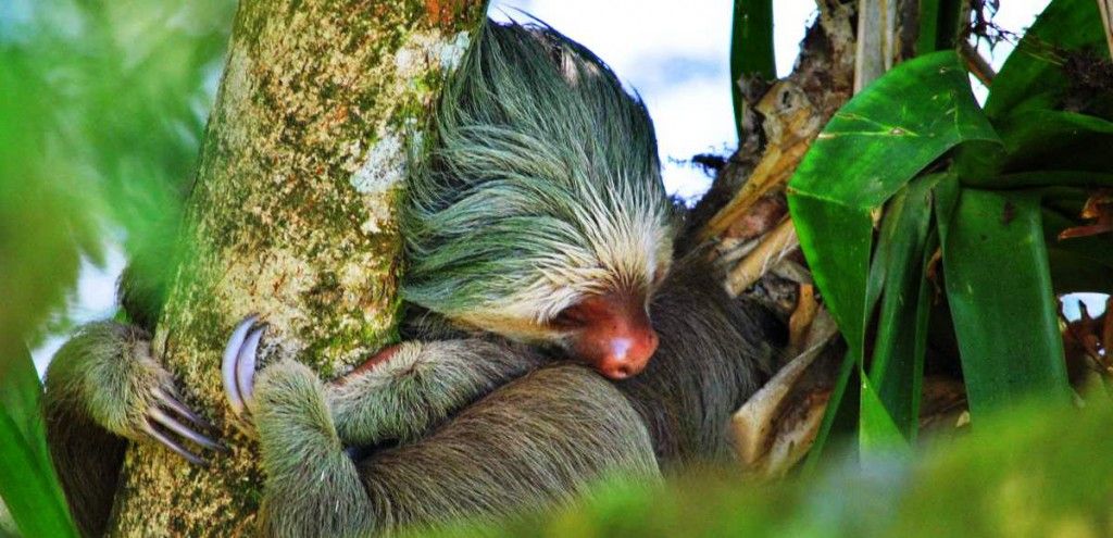 Photographing The Biodiversity of Costa Rica