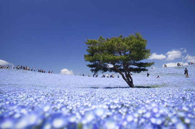 hitachi_seaside_park-inspiring-natural-design