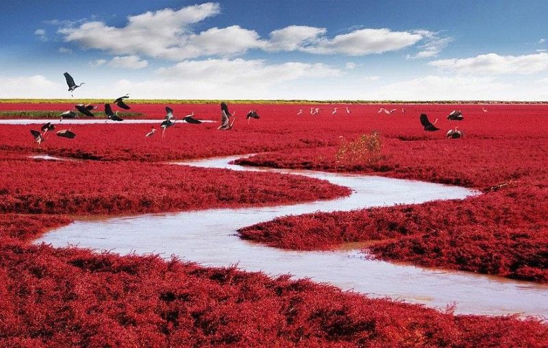 panjin-red-beach-china-1-inspiring-natural-design