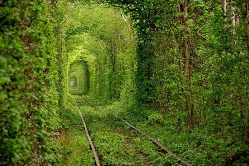 tunnel-of-love-inspiring-natural-design