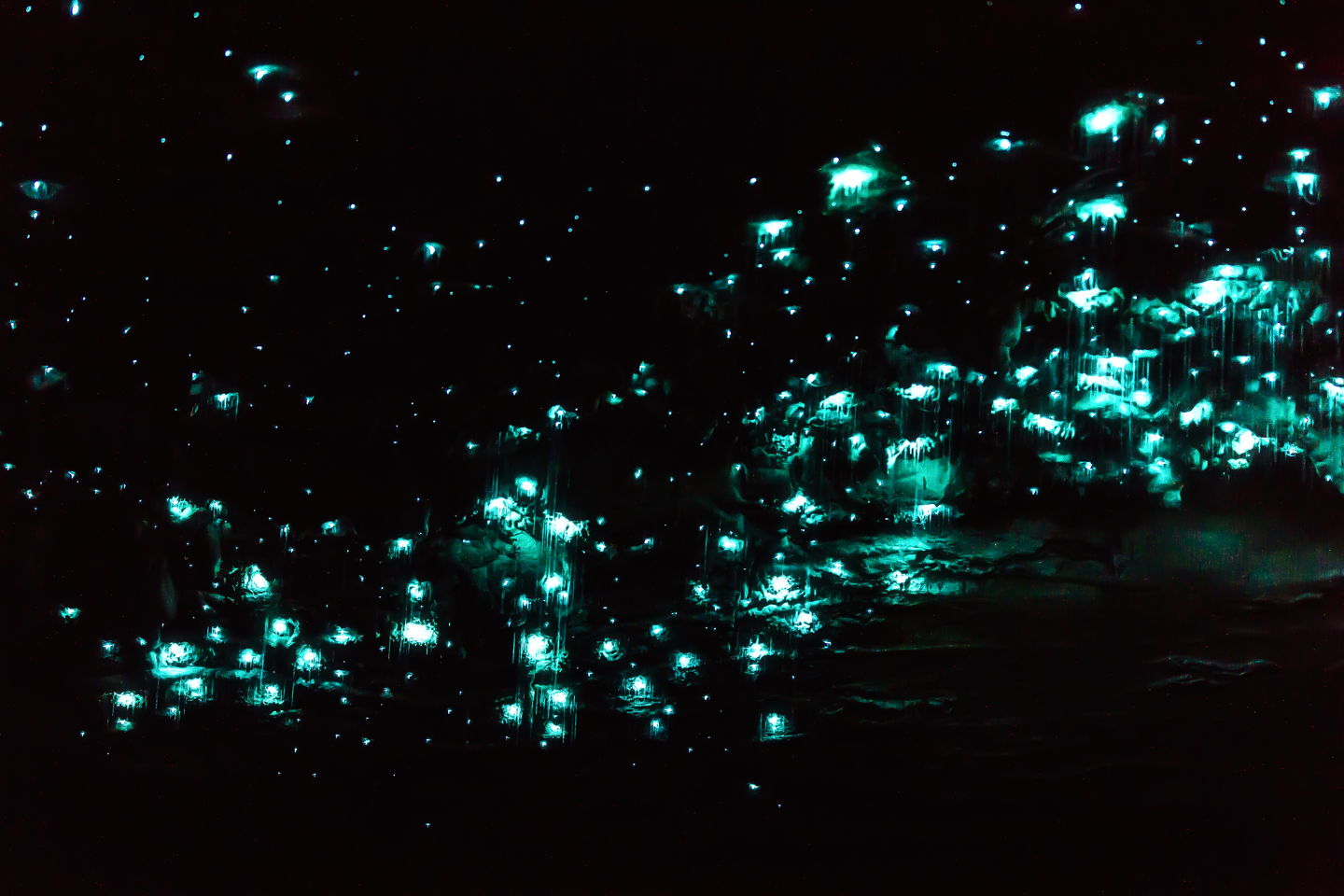 glow-worms-nz