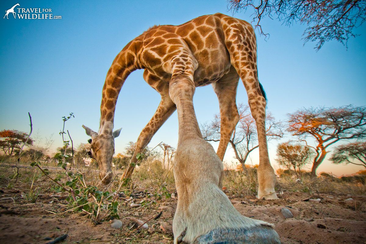 Life In The Kalahari  giraffe-botswana