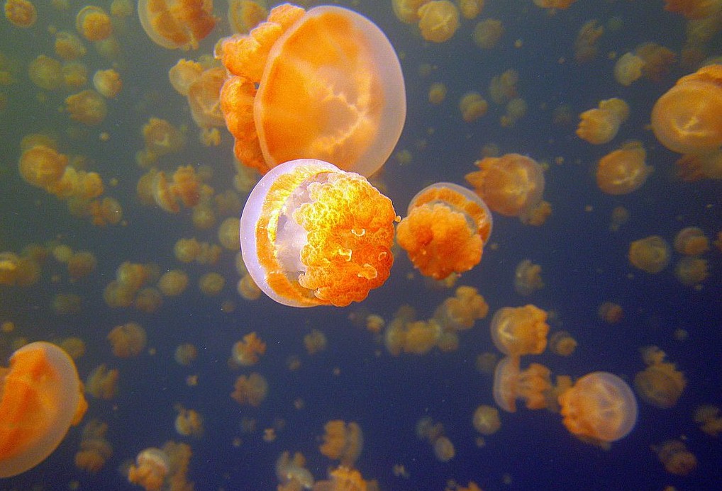 Inspiring dive sites jellyfish-lake-palau