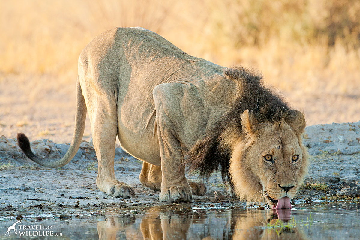 life in the kalahari lion-botswana