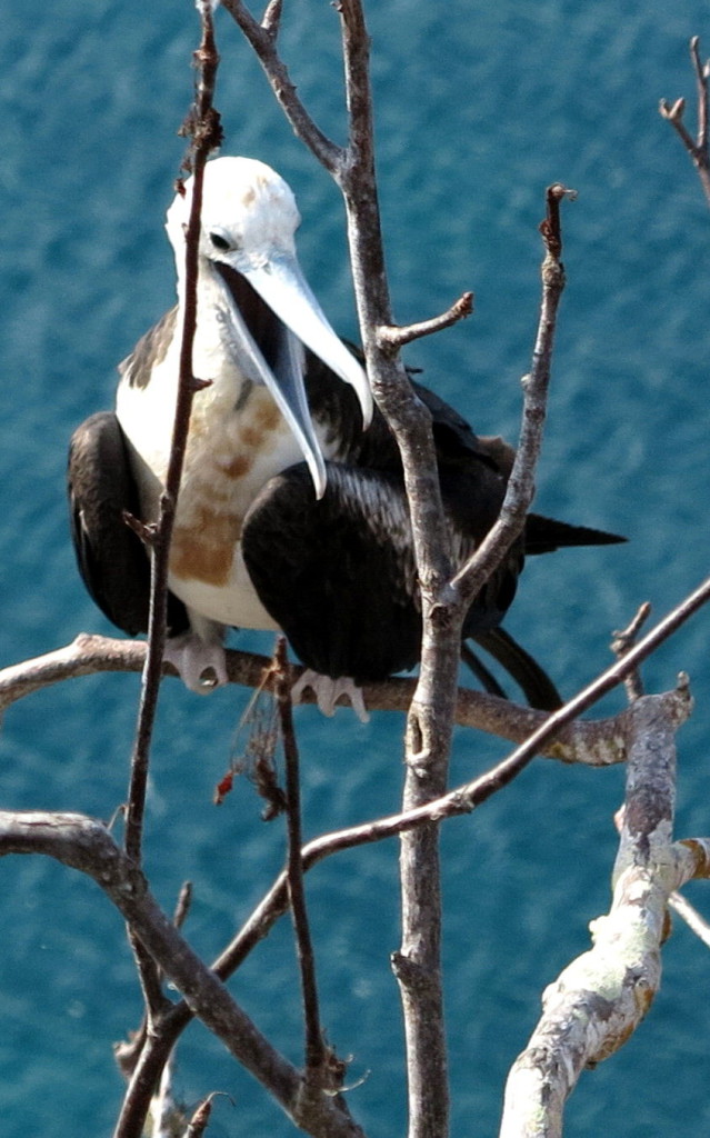 Unique wildlife on San Cristobal - frigatebird more than just a bucket list