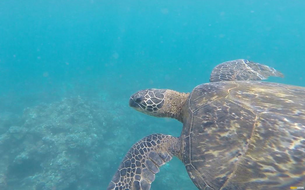 hawaiian-sea-turtle