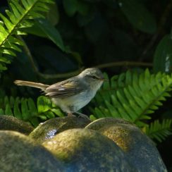 japanese-bush-warbler-molokai