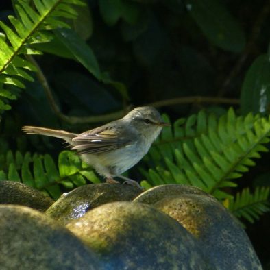 japanese-bush-warbler-molokai
