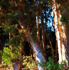 paper-bark-trees-kalae