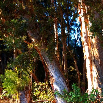 paper-bark-trees-kalae