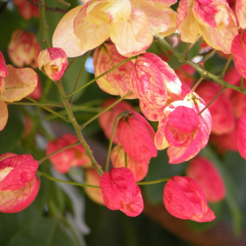 shower-tree