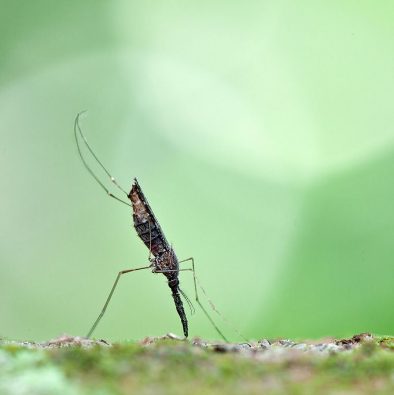 mosquito