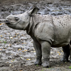 baby-rhino-justonerhino