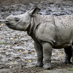 baby-rhino-justonerhino