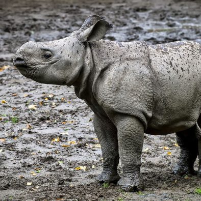 baby-rhino-justonerhino