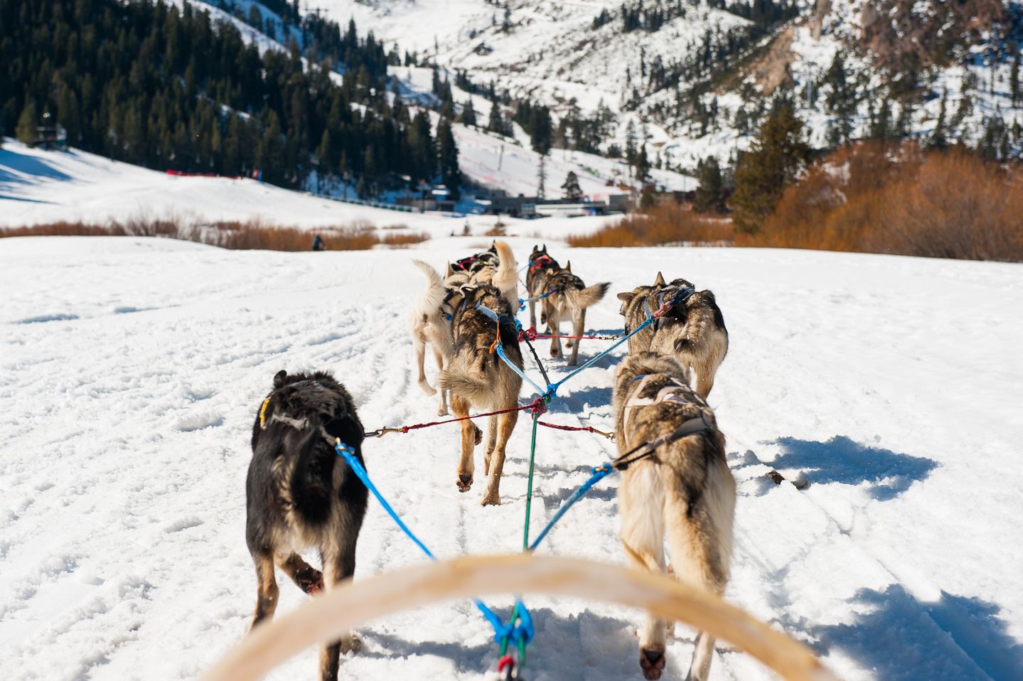 dog-sled