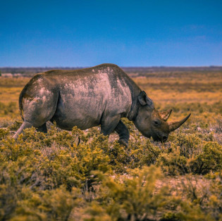 endangered-black-rhino-justonerhino
