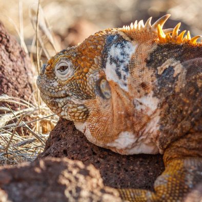 galapagos-iguana-justonerhino