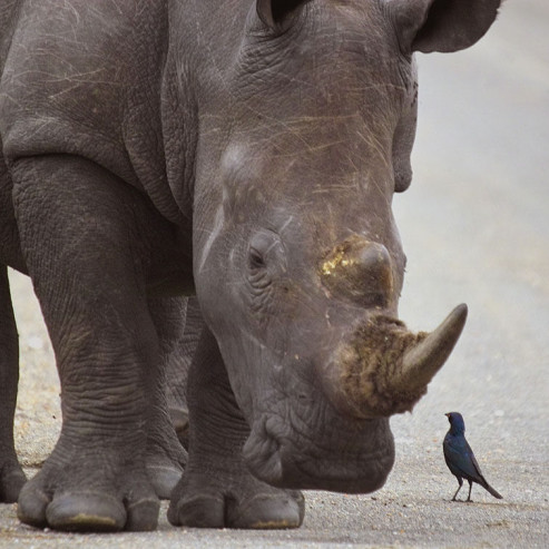 rhino-bird-justonerhino